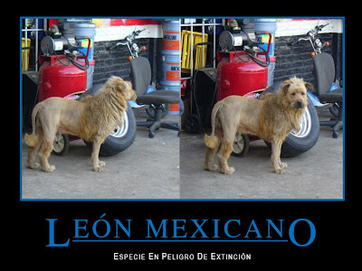 Leon Mexicano