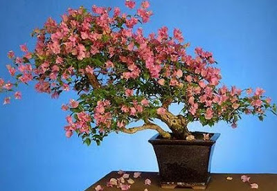 bonsai tree