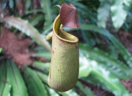 plants that eat bugs