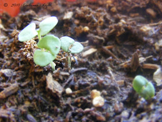 Photo of Our Basil Seeds Germinating