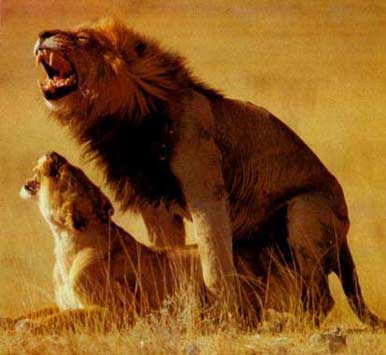 [lionbeforemarriage.jpg]