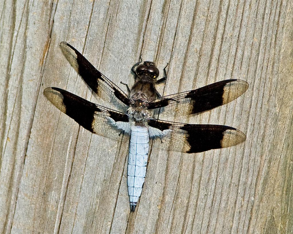 Wild in Pictures: 12th & 13th June assortment