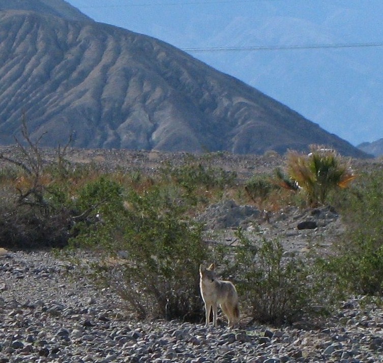 [Coyote+Wandering+Around+our+Campsite.jpg]
