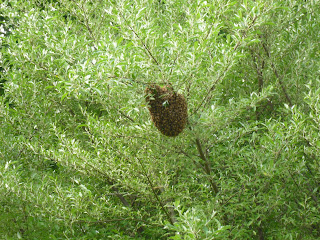 honey bee swarm in tree