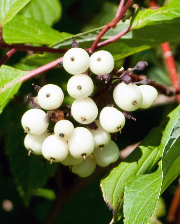 Me, Boomer and The Vermilon River The Edible Berries.