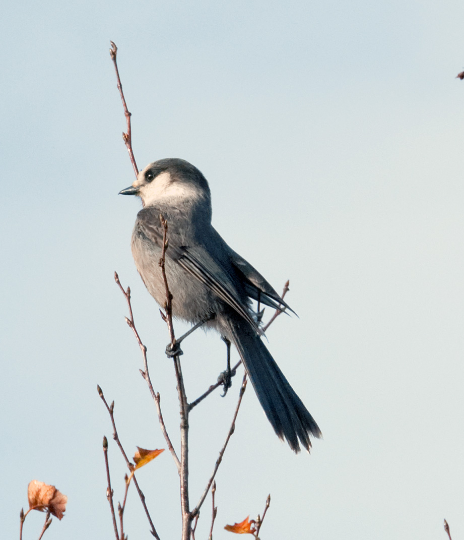 Me, Boomer and The Vermilon River Gray Jay (Whiskey Jack) of The