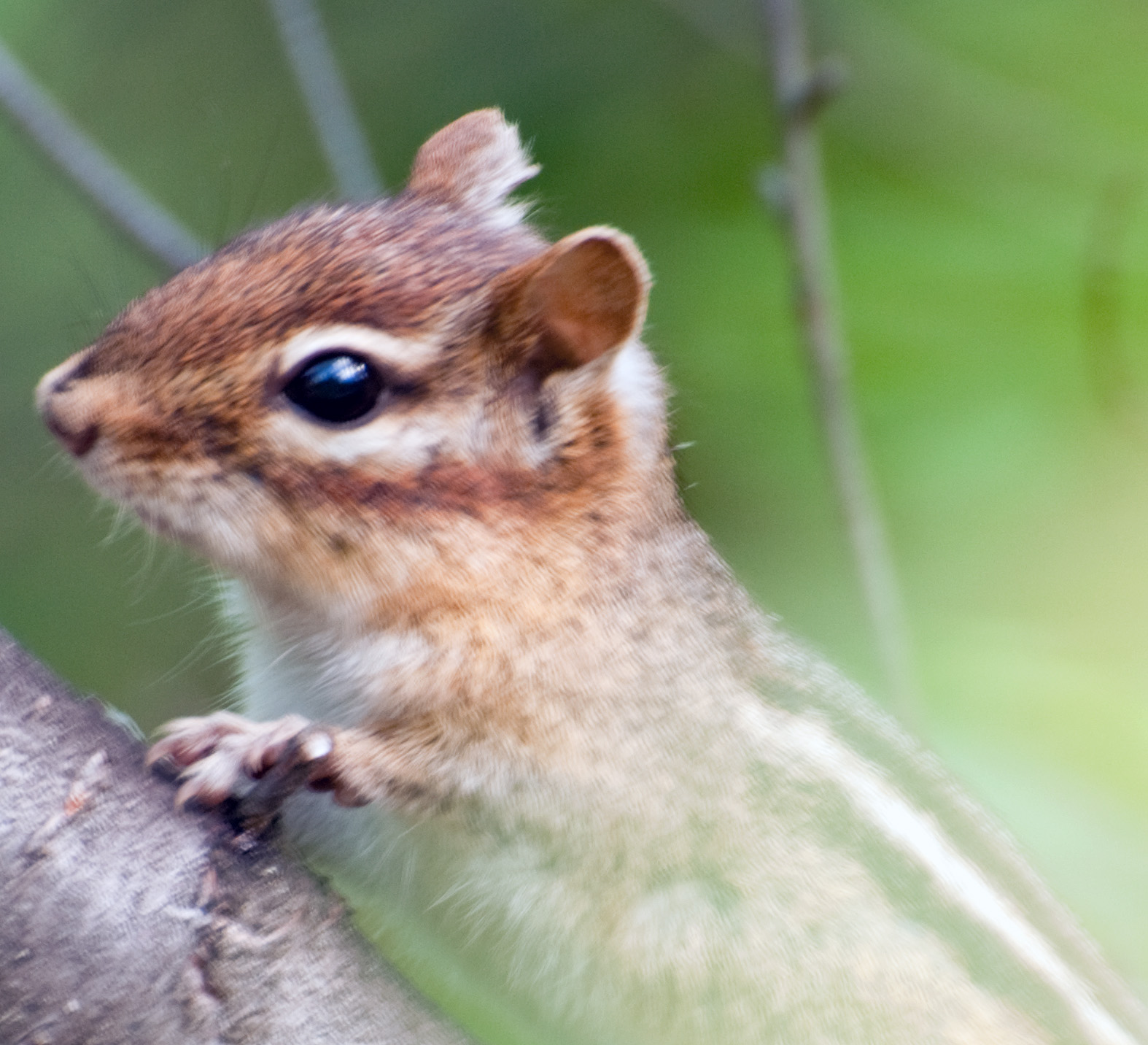 Me, Boomer and The Vermilon River Chipmunks and Red Squirrels of the