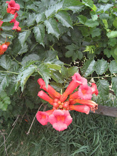 100 year old trumpet vine