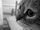 Mi foto