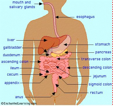 scienceallthetime: Digestive System