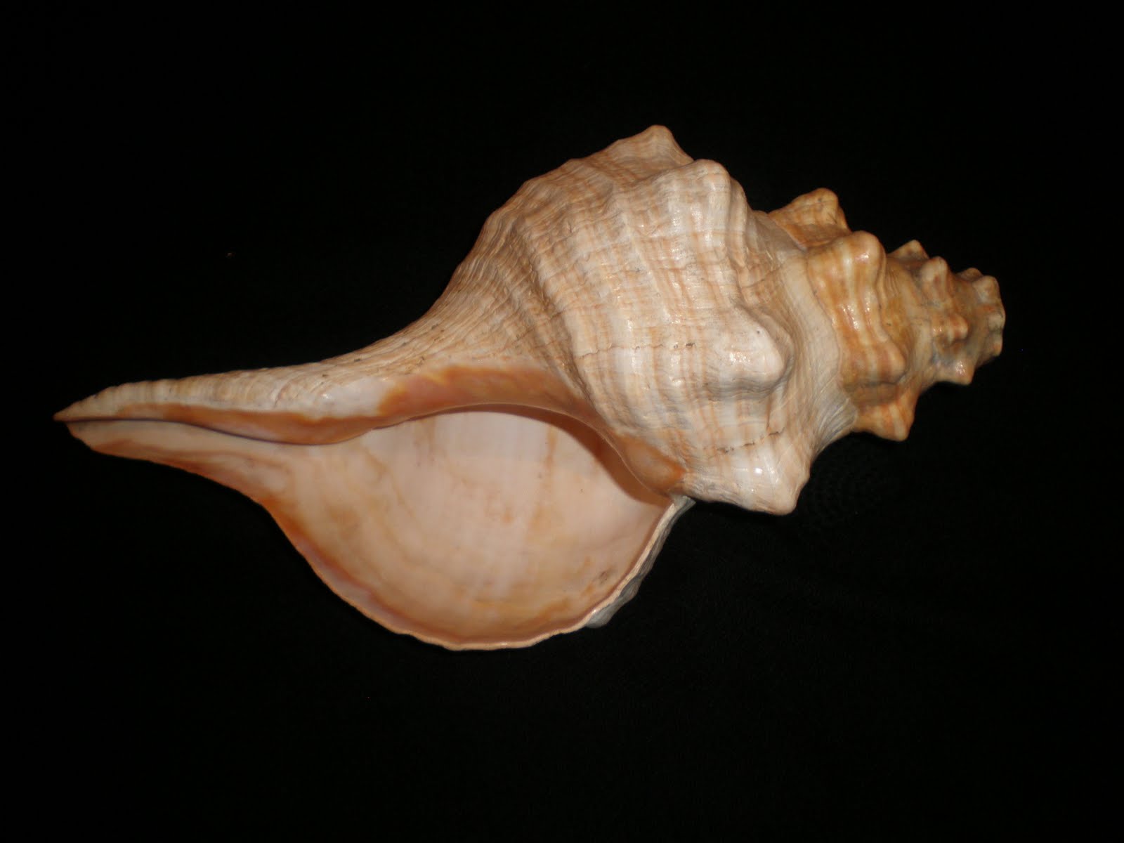 CULTURA MAYA (Lo Que Desconocemos) ♪♪♪ Maya? (Música Maya)