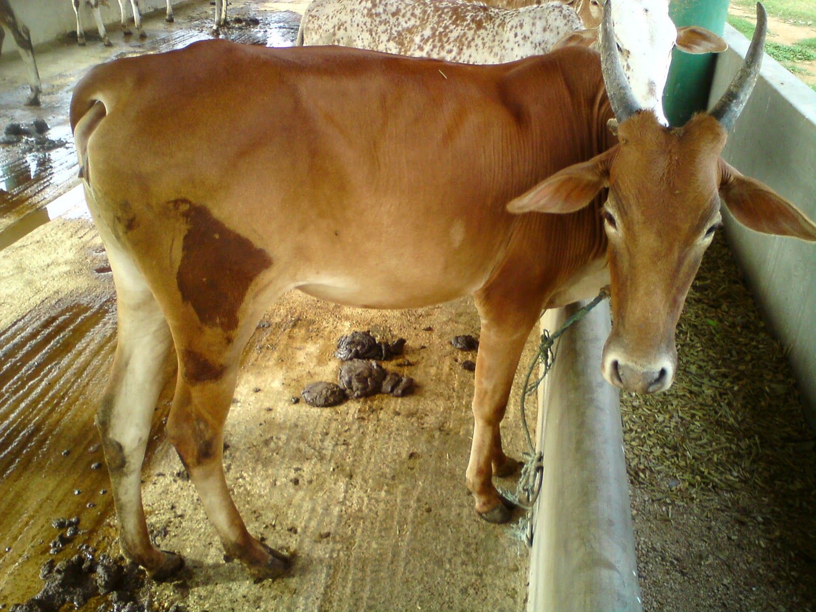 தமிழக பசுவினங்கள் / Tamilnadu regional cattle: Tamilnadu cattle Breeds
