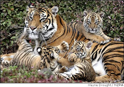 Sumatran+tiger+eating