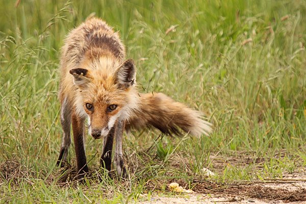 [fox_eggs.jpg]
