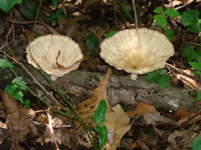 Amazing Mushrooms