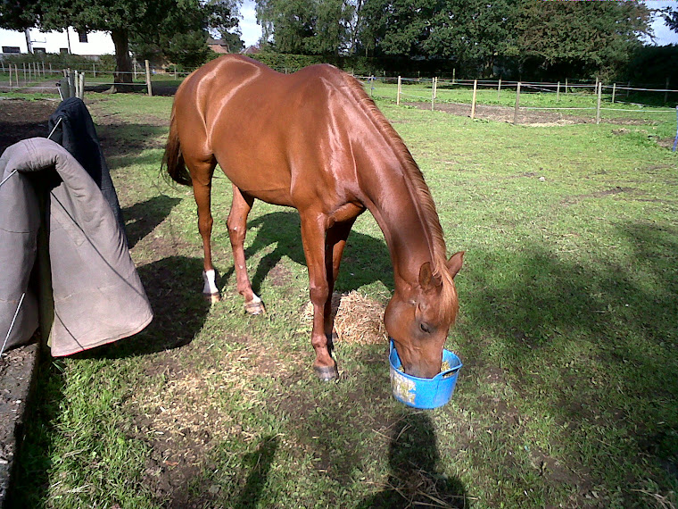 Java scoffing brekki in the sunshine