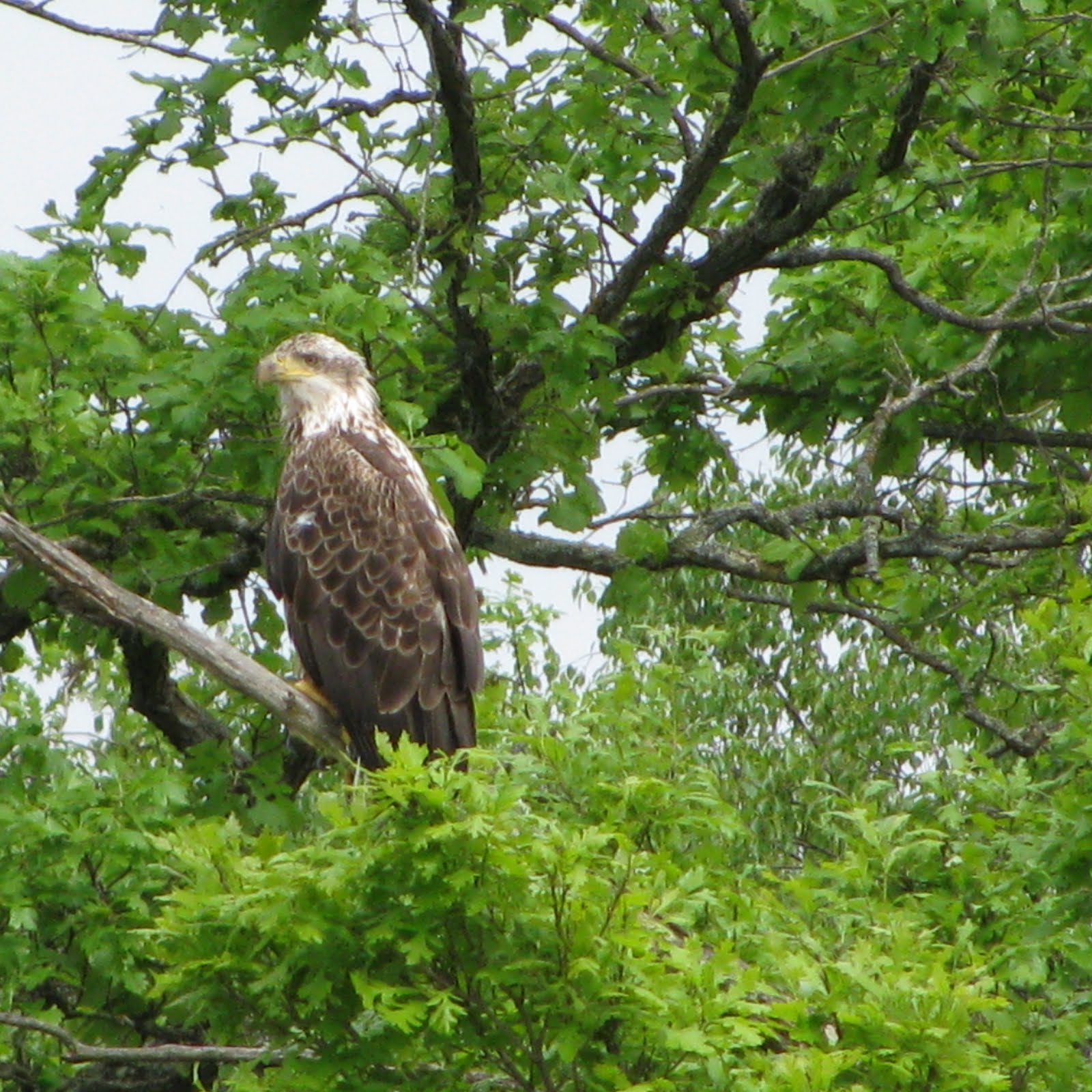 Far Side of Fifty Straight Lake Legend of the Collars