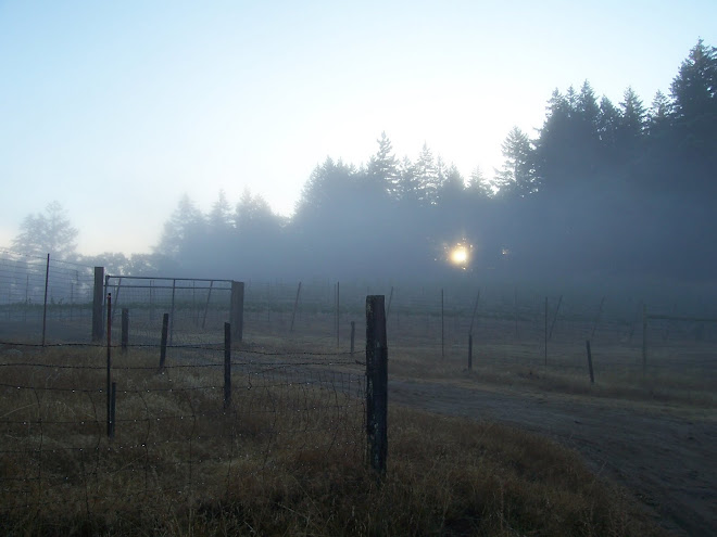 Sonoma Vineyard