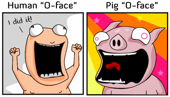 A pigs orgasm lasts pics 998
