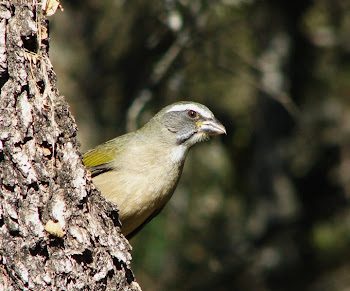 Saltator Coerulescens