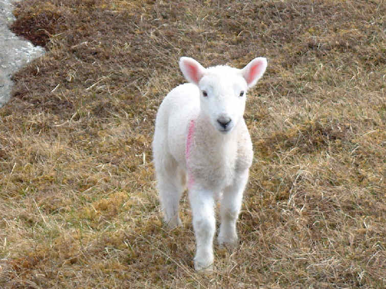Lamb