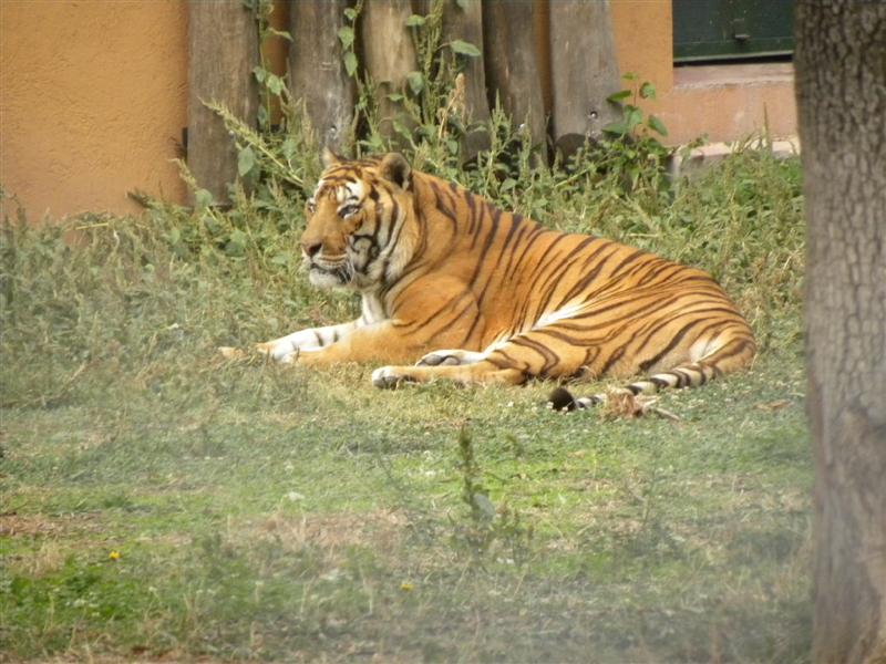 Quest Macedonia blog ZOO Skopje photo galery