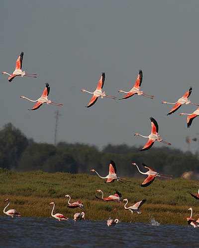 [flamingos.jpg]
