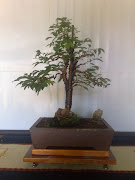 pré-bonsai - Jabuticaba