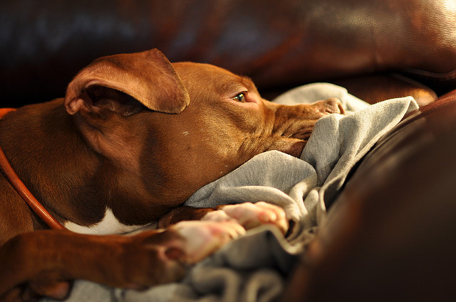 solitary dog sculptor i animals dogs perros pit bull data english castellano links to others languages ricardo marcenaro words palabras