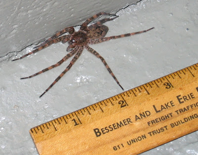 basement spider 2009