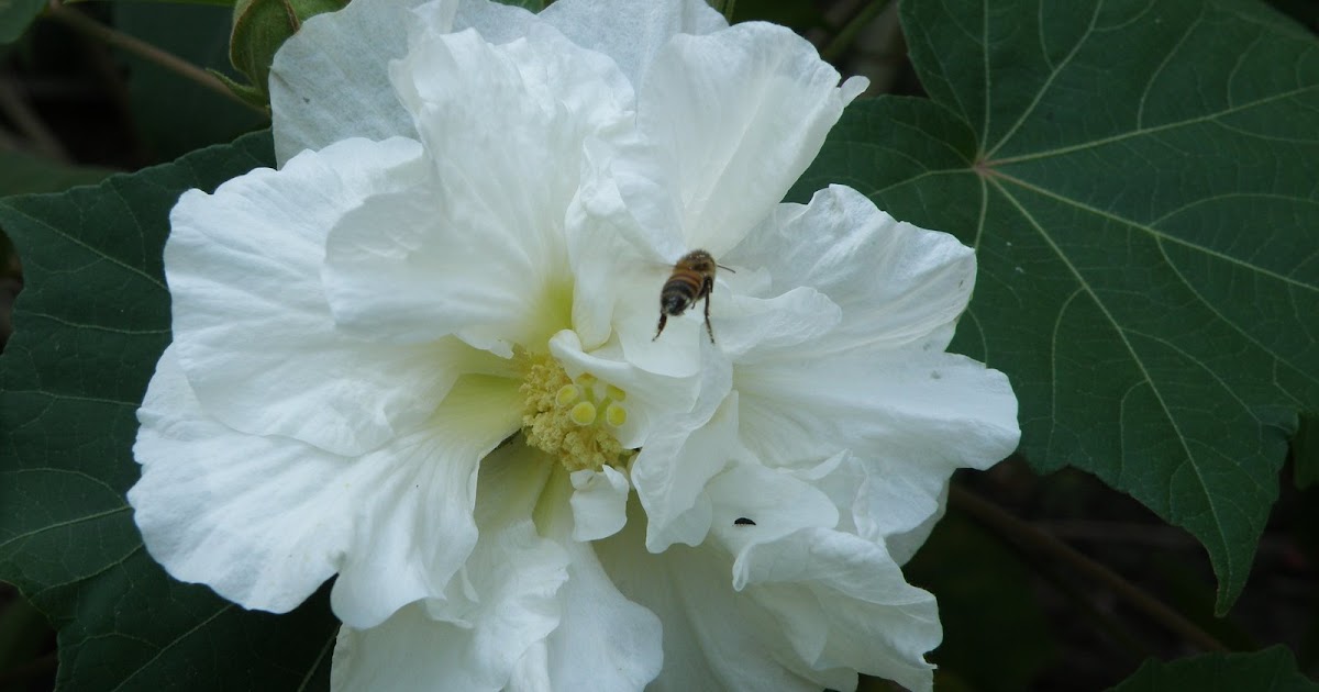 Confederate Roses are blooming Cherry's in the Garden and More