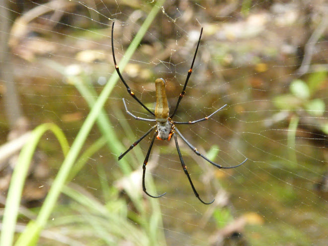 spider at Litchfield -this is its actual size