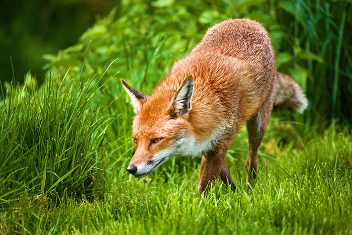 A Sneaky Fox