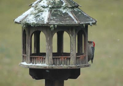 yellow-bellied sapsucker at the gazebo feeder