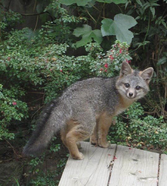 [fox1.jpg]
