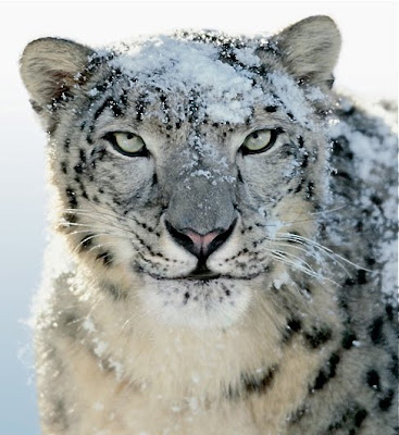 Install Snow Leopard Amd Hackintosh