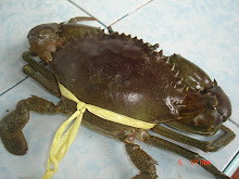 Philippines Crab