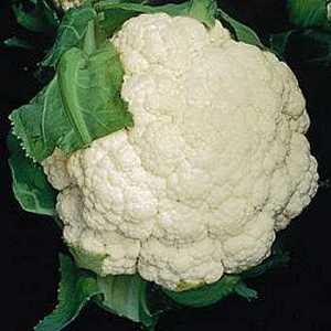 [cauliflower.jpg]