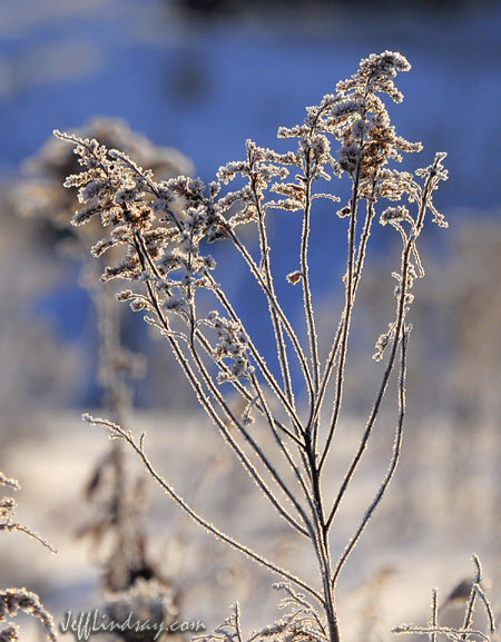 [frost-plant-1-10.jpg]