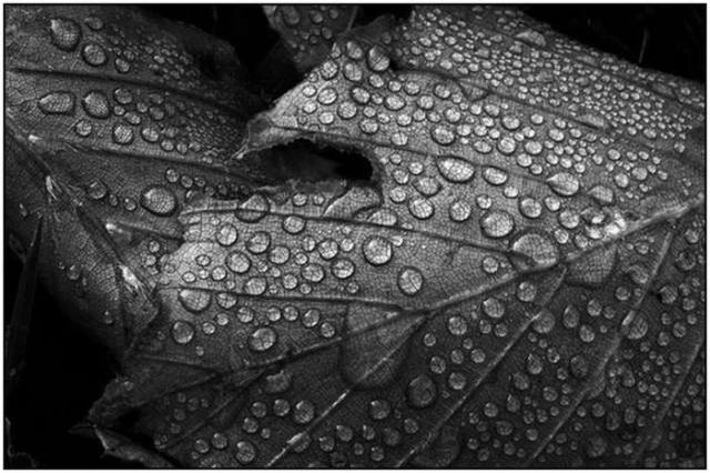beautiful quotes on rain. quotes on rain. Rain - Amazing Cool Pictures; Rain - Amazing Cool Pictures