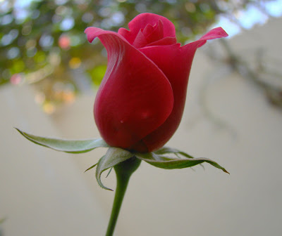 اغرس وردة في بستان منتدى مدينة قطنا ؟ Love+Rose