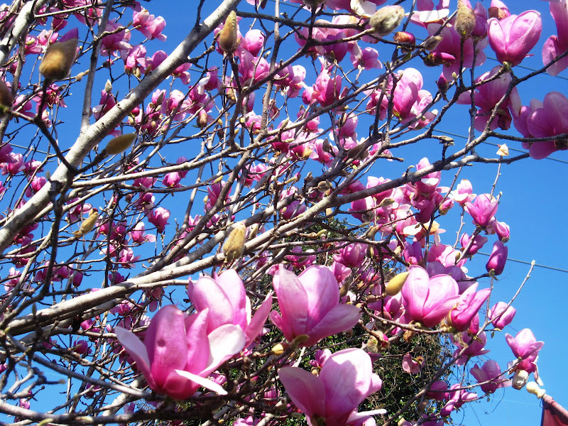 japanese magnolia tree pictures. Japanese Magnolia tree