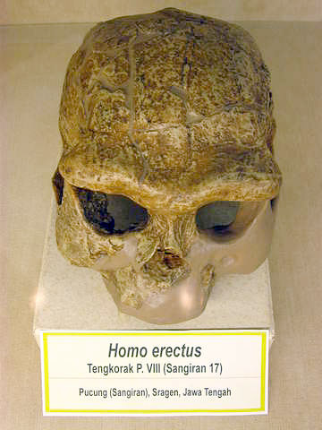 [geologi_sangiran.jpg]