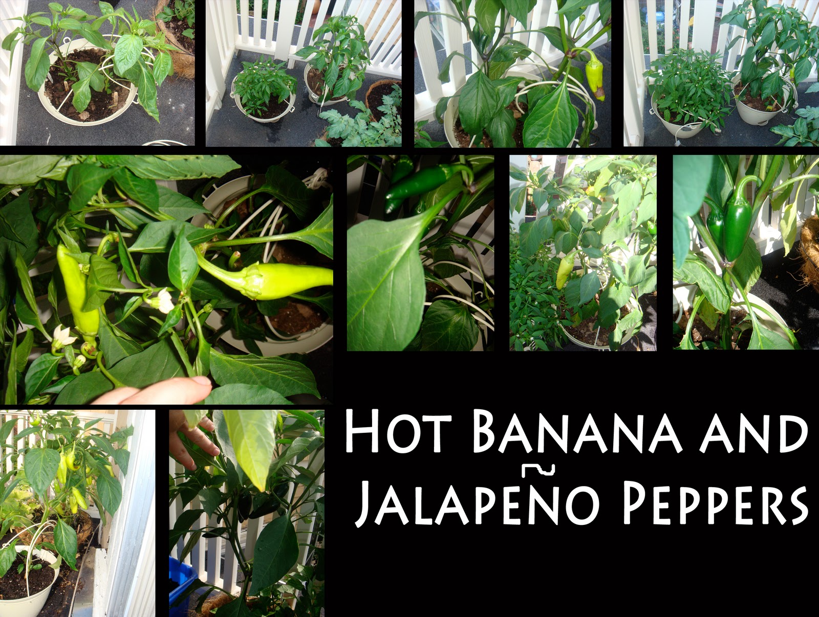 Hot thai pepper plant
