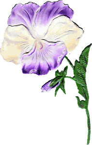 [pansy041206.gif]