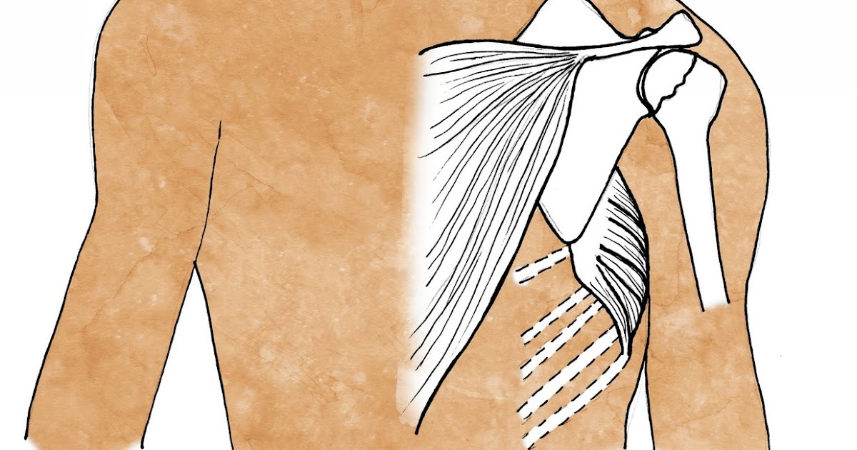 Health Calgary Rotator Cuff Injuries, the Scapula and