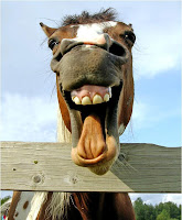 Cavalo, Mulher , Frigideira , Zonzo, Piada , Corrida, Marylu, Texto Engracado, Desculpas, imagem engracada Cavalo, Mulher , Frigideira , Zonzo, Piada , Corrida, Marylu, Texto Engracado, Desculpas, imagem engracada