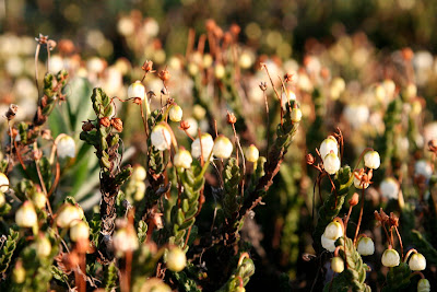 Arctic Dwarf Shrub