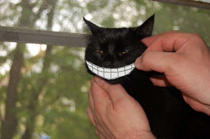 Cat Smiles
