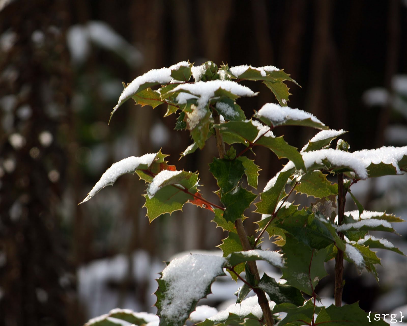 [December+Snow+web.jpg]